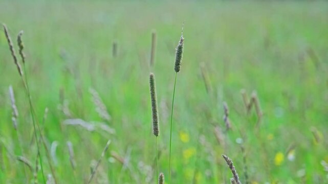 Wild Meadow Phleum Pratense Abundant Perennial Timothy Grass with Flowerhead Densely Packed Spikelets