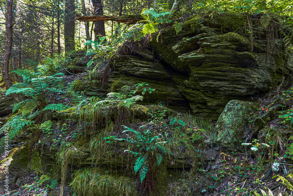 Poster Stone and Ferns