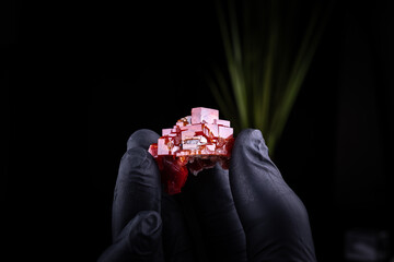 Red Vanadinite held in black gloved hand on black background, Specimen from Mibladen, Morocco
