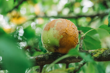 Apple tree diseases. rotten apple from a branch.Garden and Plant Health. Diseases of fruit trees.Pest and disease control in the garden. 