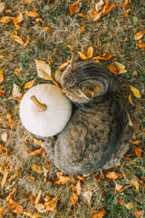  Autumn mood. Gray striped cat with white pumpkin in autumn garden.Autumn background with animal and autumn vegetables