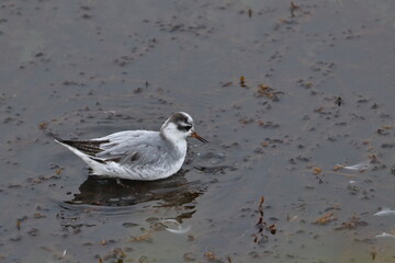 phalarope