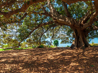 Ancient Fig Tree with Sun-Dappled Shadows by Sydney Waterside