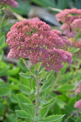 Flower Bloom in a Garden