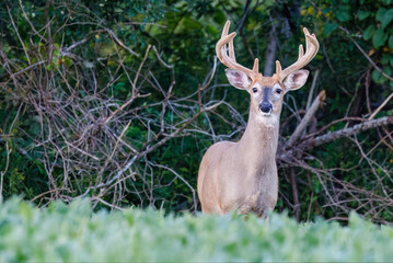 Whitetail buck deer (Odocoileus virginianus) with velvet antlers standing on the edge of a forest and soybean field looking at camera during late summer in Wisconsin