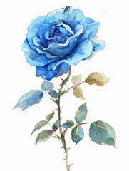 Watercolor Blue Rose Isolated on White Background. Beautiful Rose Flower