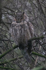 long-eared owl