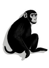 Fototapeta premium Macaque monkey illustration icon for logo, black silhouette of animal, isolated on white background