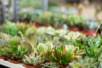Obraz premium Cultivated cactuses in a row at the flower market