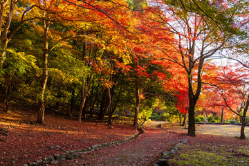 Naklejka premium 日本の風景・秋 京都嵯峨嵐山 紅葉の嵐山公園