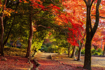 日本の風景・秋　京都嵯峨嵐山　紅葉の嵐山公園