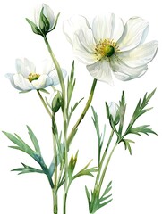 Fototapeta premium Watercolor White Buttercup Isolated on White Background. Beautiful Buttercup Flower
