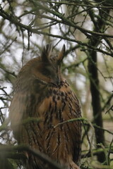 long-eared owl