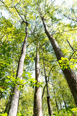 Obraz premium Tall Trees