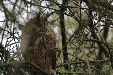long-eared owl