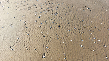 seashell in the sand