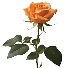 orange rose