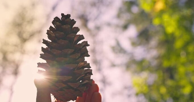 Fir cone pinecone from forest in a male hand against shining sun rays in a  beautiful autumnal park
