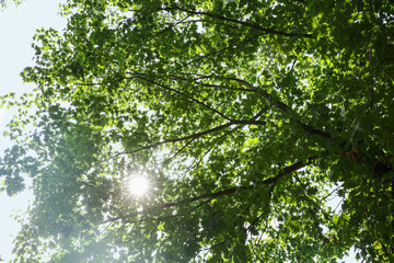 Branches of beautiful trees with green leaves outdoors, bottom view