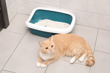 Cute ginger cat lying near litter tray indoors