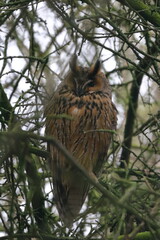 long-eared owl
