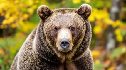 Fototapeta premium Eurasian brown bear - Ursus arctos arctos