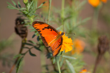 Vibrant Orange Butterfly on a Marigold Flower in Bloom..