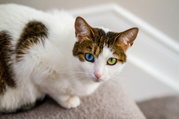 Fototapeta premium Cat with Heterochromia and Blue and Green Eyes
