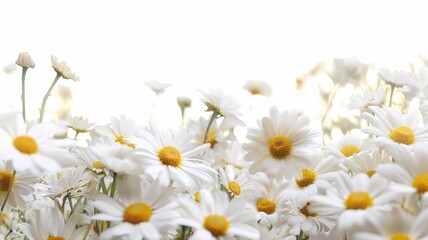 Obraz premium Bright field of white daisies against light background