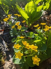 Marsh Marigold
