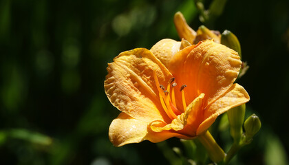 Orange daylily - flower of the plant