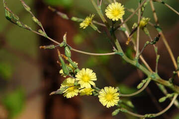 Compass lettuce is the flower of the plant