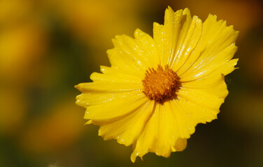 Coreopsis lanceolata - plant flower