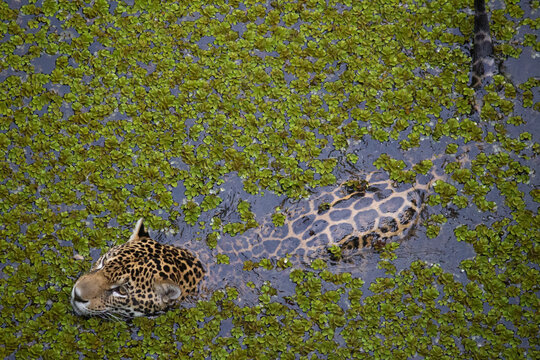 Panthera onca _ on&ccedil;a-pintada _ jaguar