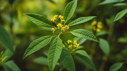 Fototapeta premium A detailed view of medicinal plant leaves and flowers native to the Himalayas, with focus on their unique characteristics 