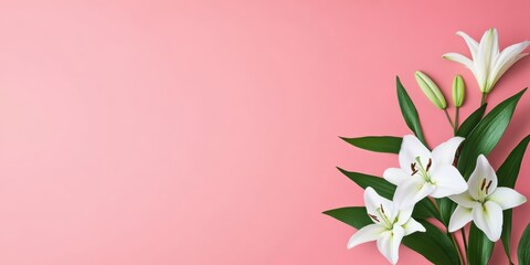 Fototapeta premium A beautifully arranged bouquet of fresh white lilies is laid on a pastel pink background, symbolizing purity, elegance, and beauty, perfect for celebrations or sentiments.