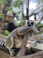 lemur ringtailed