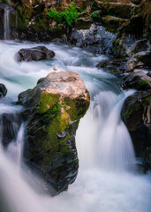 bird on rock between waterfalls