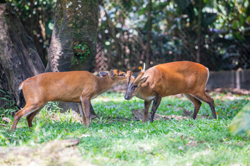 The Indian muntjac (Muntiacus muntjak) is a deer species native to South and Southeast Asia.
It has soft, short, brownish or greyish hair, sometimes with creamy markings.