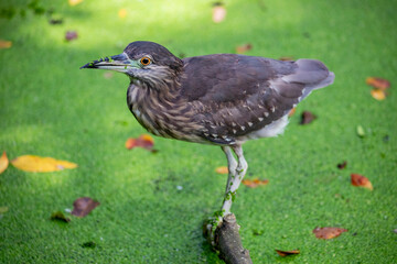 The juvenile black-crowned night heron (Nycticorax nycticorax), it is a medium-sized heron found throughout a large part of the world, except in the coldest regions and Australasia.