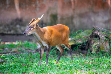 The Indian muntjac (Muntiacus muntjak) is a deer species native to South and Southeast Asia.
It has soft, short, brownish or greyish hair, sometimes with creamy markings.