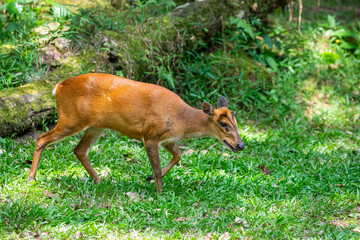The Indian muntjac (Muntiacus muntjak) is a deer species native to South and Southeast Asia.
It has soft, short, brownish or greyish hair, sometimes with creamy markings.
