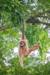 The white-handed gibbon (Hylobates lar) is an endangered primate in the gibbon family, Hylobatidae....