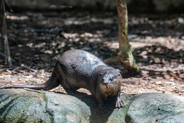 Obraz premium The smooth-coated otter (Lutrogale perspicillata) is a freshwater otter species from regions of South and Southwest Asia. its fur is relatively smooth, and somewhat shorter. 