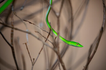 Oriental whip snake (Ahaetulla prasina) is an arboreal, moderately venomous species of opisthoglyphous vine snake in the family Colubridae.