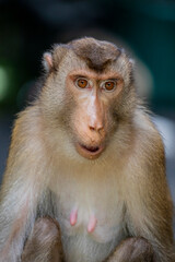 The wild southern pig-tailed macaque (Macaca nemestrina) in Taiping Zoo and Night Safari Malaysia. It is a medium-sized macaque that lives in southern Thailand, Malaysia, and Indonesia.