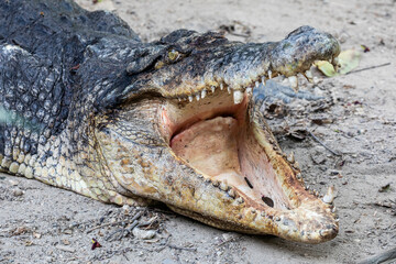 The saltwater crocodile (Crocodylus porosus) is a crocodilian native to saltwater habitats and brackish wetlands from India's east coast across Southeast Asia and the Sundaic region to Australia.