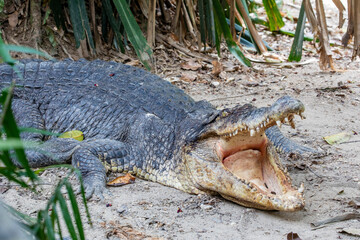 The saltwater crocodile (Crocodylus porosus) is a crocodilian native to saltwater habitats and...