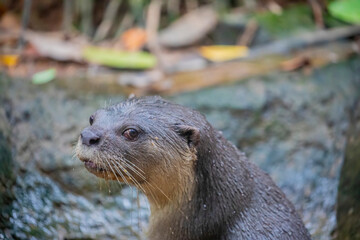 The smooth-coated otter (Lutrogale perspicillata) is a freshwater otter species from regions of South and Southwest Asia. its fur is relatively smooth, and somewhat shorter. 