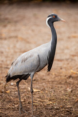 The closeup image of demoiselle crane (Grus virgo). It is a species of crane found in central Eurosiberia, ranging from the Black Sea to Mongolia and North Eastern China. 